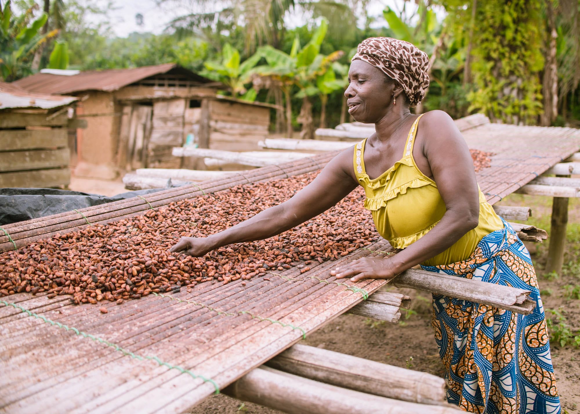 Women separating cocoa beans