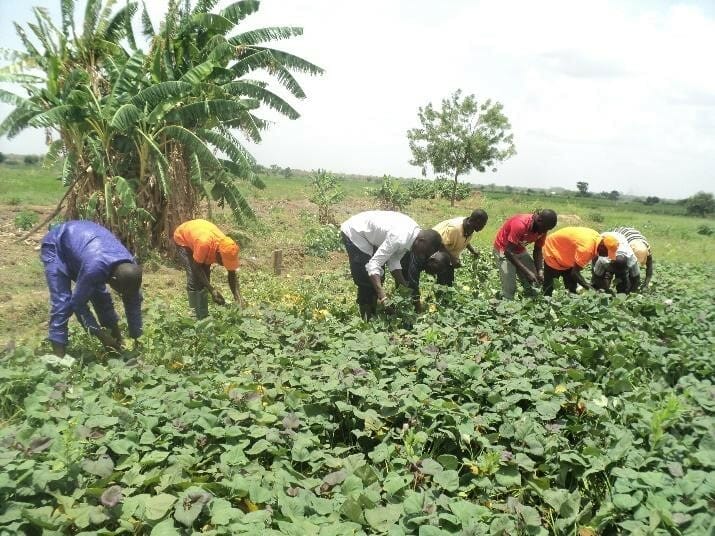 Ghanaian male farmers working in fields